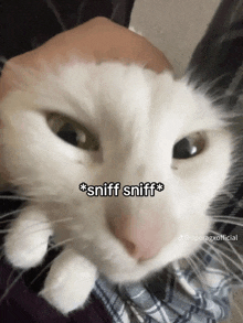 sniff-sniff-cat